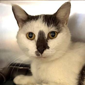 Matilda -  Domestic Short Hair Cat for Adoption in North Myrtle Beach, South Carolina - Matilda | PetCurious