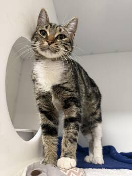 Domestic Short Hair Cats Available for Adoption in Delson, Quebec - Anoukis | PetCurious