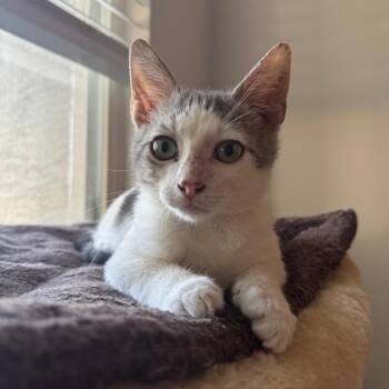 Forest -  Domestic Short Hair Cat for Adoption in Sunrise, Florida - Forest | PetCurious