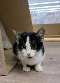 Domestic Short Hair Cats Available for Adoption - Heart IL | PetCurious