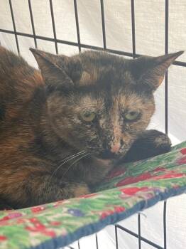 Domestic Short Hair Cats Available for Adoption in Lunenburg, Massachusetts - Margo | PetCurious