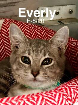 Everly -  Domestic Short Hair Cat for Adoption in Loogootee, Indiana - Everly | PetCurious