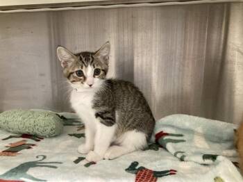 CHICKEN -  Domestic Short Hair Cat for Adoption in Tustin, California - CHICKEN | PetCurious