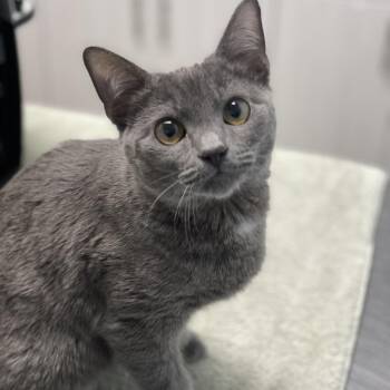Lady Whiskerton -  Domestic Short Hair Cat for Adoption in Riverside, California - Lady Whiskerton | PetCurious