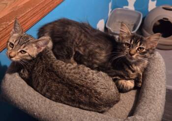 Rescue Domestic Short Hair Cats for Adoption in Minneapolis, Minnesota - Hubbub / Rumpus | PetCurious