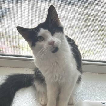 Red -  Domestic Long Hair Cat for Adoption in Brighton, Missouri - Red | PetCurious