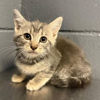 Domestic Short Hair Cats Available for Adoption in Tuscaloosa, Alabama - TUSC-Stray-84127 | PetCurious