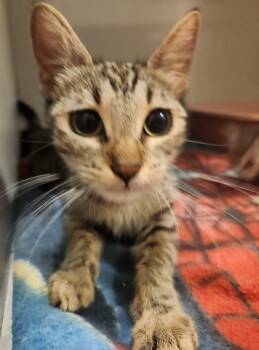 Rescue Domestic Short Hair Cats for Adoption in Mason City, Iowa - Mei Fun | PetCurious