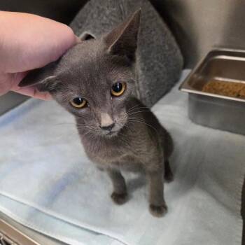 Officer John Poncharello -  Domestic Short Hair Cat for Adoption in Houston, Texas - Officer John Poncharello | PetCurious