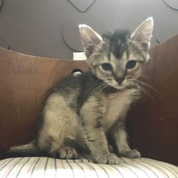 Sandy -  Domestic Short Hair Cat for Adoption in Chattanooga, Tennessee - Sandy | PetCurious