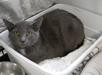 Rescue Domestic Medium Hair and Domestic Short Hair Cats for Adoption in Rhinelander, Wisconsin - Freddy | PetCurious