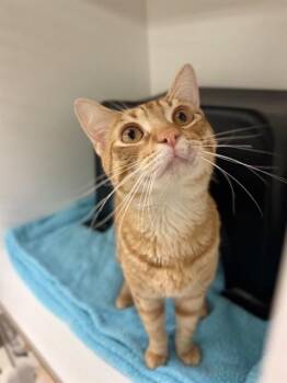 Domestic Short Hair Cats Available for Adoption in Sugar Land, Texas - TANNER | PetCurious