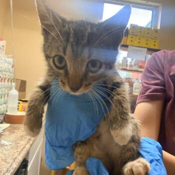 Sam -  Domestic Short Hair Cat for Adoption in Corinth, Mississippi - Sam | PetCurious