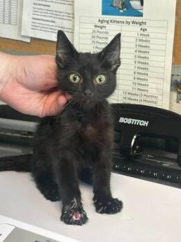 Motley -  Domestic Short Hair Cat for Adoption in Bolivar, Missouri - Motley | PetCurious