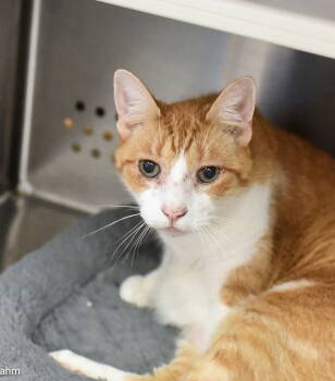 Rescue Domestic Short Hair Cats for Adoption in Herndon, Virginia - Coco *foster Home Needed* | PetCurious