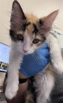 KUROMI -  Domestic Short Hair Cat for Adoption in Las Vegas, Nevada - KUROMI | PetCurious