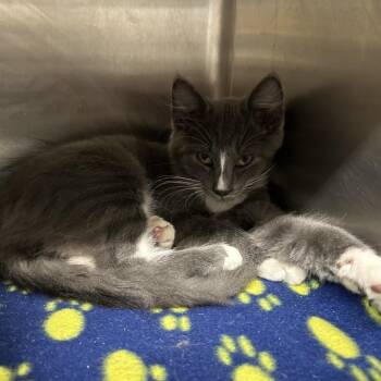 Master Shake -  Domestic Medium Hair Cat for Adoption in Norman, Oklahoma - Master Shake | PetCurious