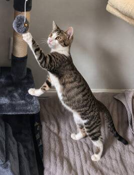 Alvin - 5 Months ( Avail 7/15) -  Domestic Short Hair Cat for Adoption in Sterling, Massachusetts - Alvin - 5 Months ( Avail 7/15) | PetCurious