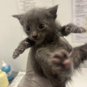 Beetle -  Domestic Short Hair Cat for Adoption in Park City, Utah - Beetle | PetCurious