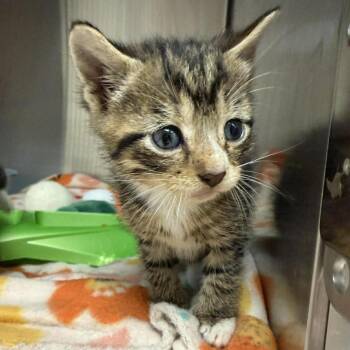Domestic Short Hair Cats Available for Adoption in Beulaville, North Carolina - John John | PetCurious