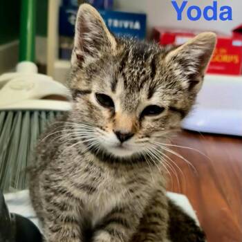 Yoda -  Domestic Short Hair Cat for Adoption in Rochester, Minnesota - Yoda | PetCurious