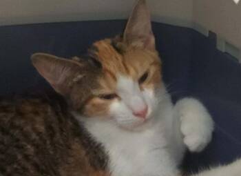 Alley -  Calico Cat for Adoption in St. Cloud, Florida - Alley | PetCurious