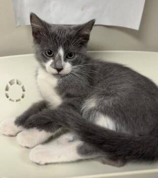 Angelica -  Domestic Short Hair Cat for Adoption in Bemidji, Minnesota - Angelica | PetCurious