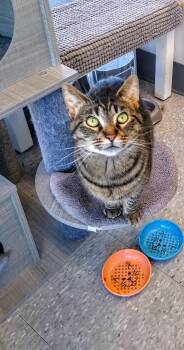 Eve -  Domestic Short Hair and Tabby Cat for Adoption in Livonia, Michigan - Eve | PetCurious