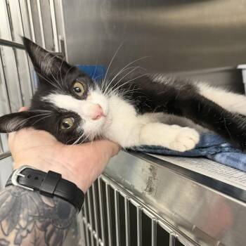 Humboldt -  Domestic Short Hair Cat for Adoption in Marion, Virginia - Humboldt | PetCurious