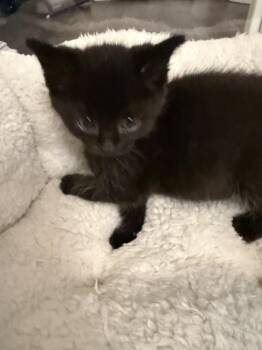 Clovis -  Domestic Short Hair Cat for Adoption - Clovis | PetCurious