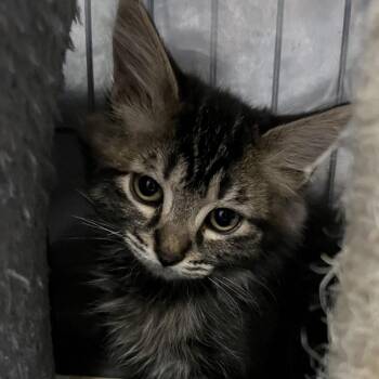 Sherry -  Domestic Long Hair Cat for Adoption in Baker City, Oregon - Sherry | PetCurious