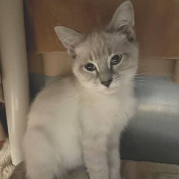 Atom -  Domestic Short Hair Cat for Adoption in Fort Wayne, Indiana - Atom | PetCurious