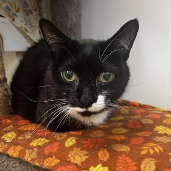 Otter -  Domestic Short Hair Cat for Adoption in Maple Ridge, British Columbia - Otter | PetCurious