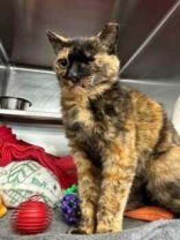 Chai -  Domestic Short Hair Cat for Adoption in Manitowoc, Wisconsin - Chai | PetCurious