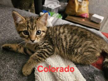 Domestic Short Hair Cats Available for Adoption in St. Cloud, Florida - Colorado | PetCurious