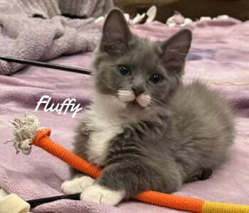 Fluffy -  Domestic Long Hair Cat for Adoption in Naugatuck, Connecticut - Fluffy | PetCurious