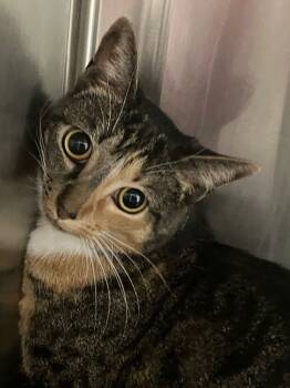 Rescue Domestic Short Hair Cats for Adoption in Lunenburg, Massachusetts - Addie | PetCurious