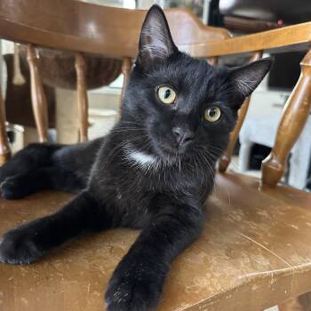 Gus INDOOR ONLY -  Domestic Short Hair Cat for Adoption in Stockton, California - Gus INDOOR ONLY | PetCurious