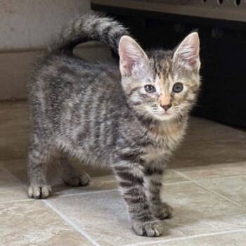 Willow 3351 -  Domestic Short Hair Cat for Adoption in Hamilton, Georgia - Willow 3351 | PetCurious