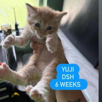 Domestic Short Hair Cats Available for Adoption in Tampa, Florida - Yuji | PetCurious