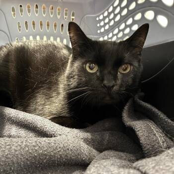 Leo 2026 (Casper 2020) -  Domestic Short Hair Cat for Adoption in Skokie, Illinois - Leo 2026 (Casper 2020) | PetCurious