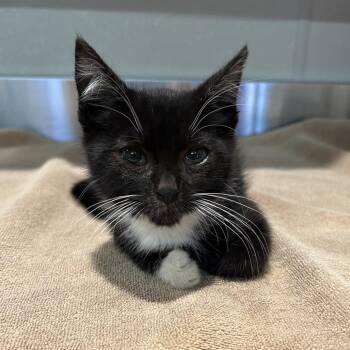 IVHS-Stray-140091 -  Domestic Short Hair Cat for Adoption in San Gabriel, California - IVHS-Stray-140091 | PetCurious