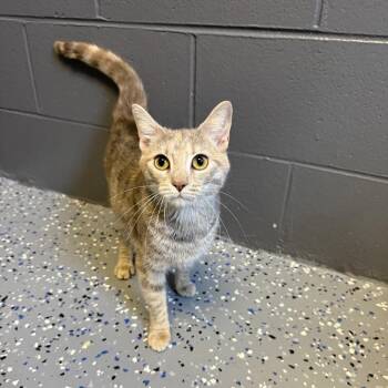 Domestic Short Hair Cats Available for Adoption in Tuscaloosa, Alabama - Hazel | PetCurious