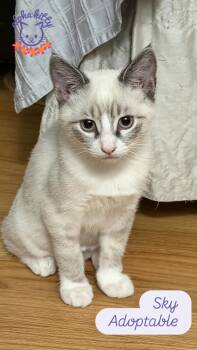 Sky -  Domestic Short Hair and Siamese Cat for Adoption in Honolulu, Hawaii - Sky | PetCurious