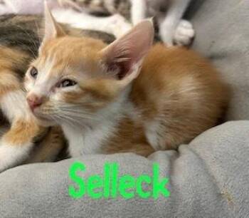 Selleck -  Domestic Short Hair and Tabby Cat for Adoption in Ruskin, Florida - Selleck | PetCurious