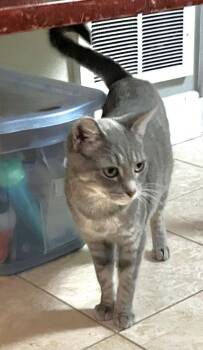 Birdie -  Domestic Short Hair Cat for Adoption in Lenexa, Kansas - Birdie | PetCurious