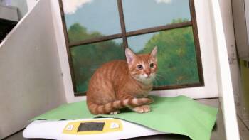 SIMBA -  Domestic Short Hair Cat for Adoption in Houston, Texas - SIMBA | PetCurious