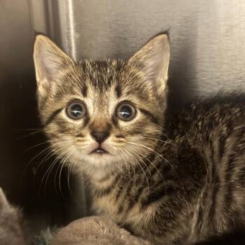 Torchic -  Domestic Short Hair Cat for Adoption in League City, Texas - Torchic | PetCurious