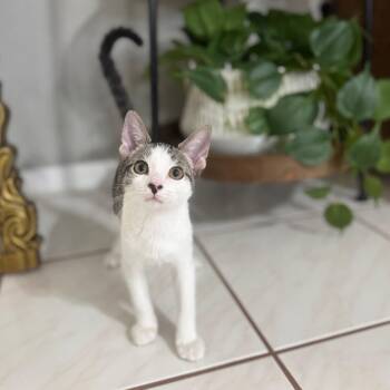Tobias -  Domestic Short Hair Cat for Adoption in Sarasota, Florida - Tobias | PetCurious