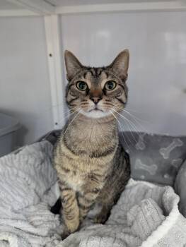 Domestic Short Hair Cats Available for Adoption in Oconto, Wisconsin - Harry (Urinary Diet) | PetCurious